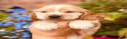Cocker Spaniel dogs for sale: Pedigree show cocker pups, health tested parents - Advert 2