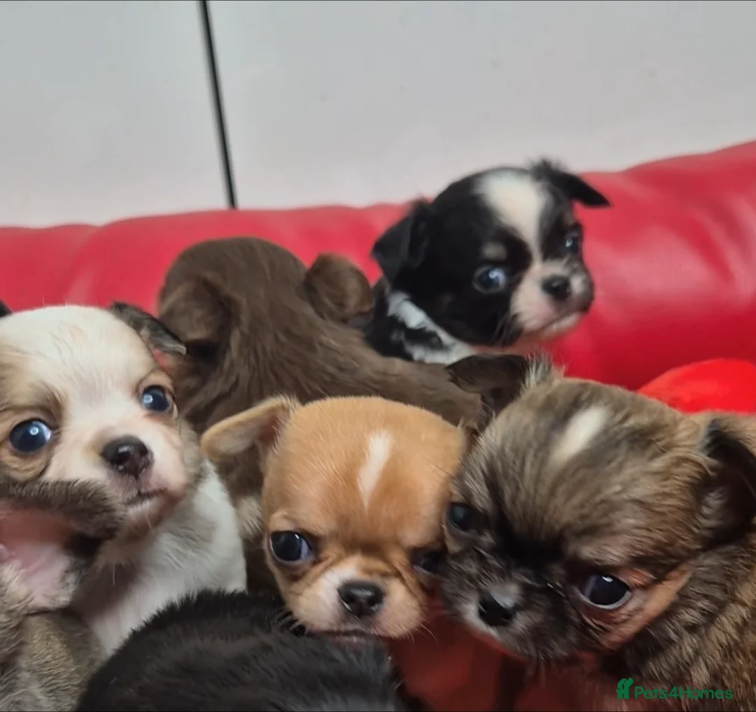 Chihuahua dogs for sale: KC registered tiny Chihuahua puppies  - Advert 3