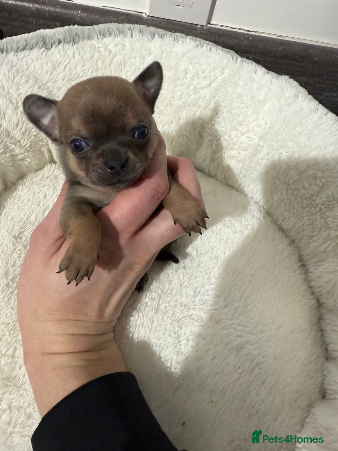 Chihuahua dogs for sale: Stunning smooth coat chihuahuas  - Advert 5
