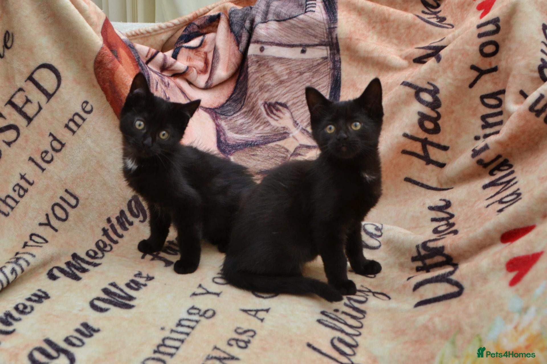 Mixed Breed cats Gorgeous Ragdoll/Bombay Mixed Kittens - Advert 6