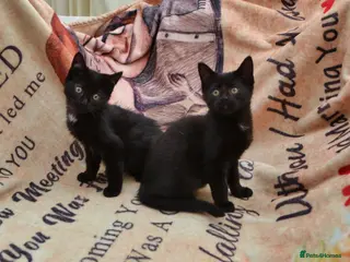 Mixed Breed cats Gorgeous Ragdoll/Bombay Mixed Kittens - Advert 6