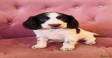 Cockapoo dogs - Advert 6