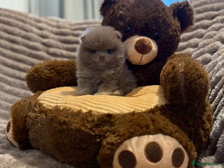 Pomeranian dogs LAST BEAUTIFUL LILAC POMERANIAN - Advert 1