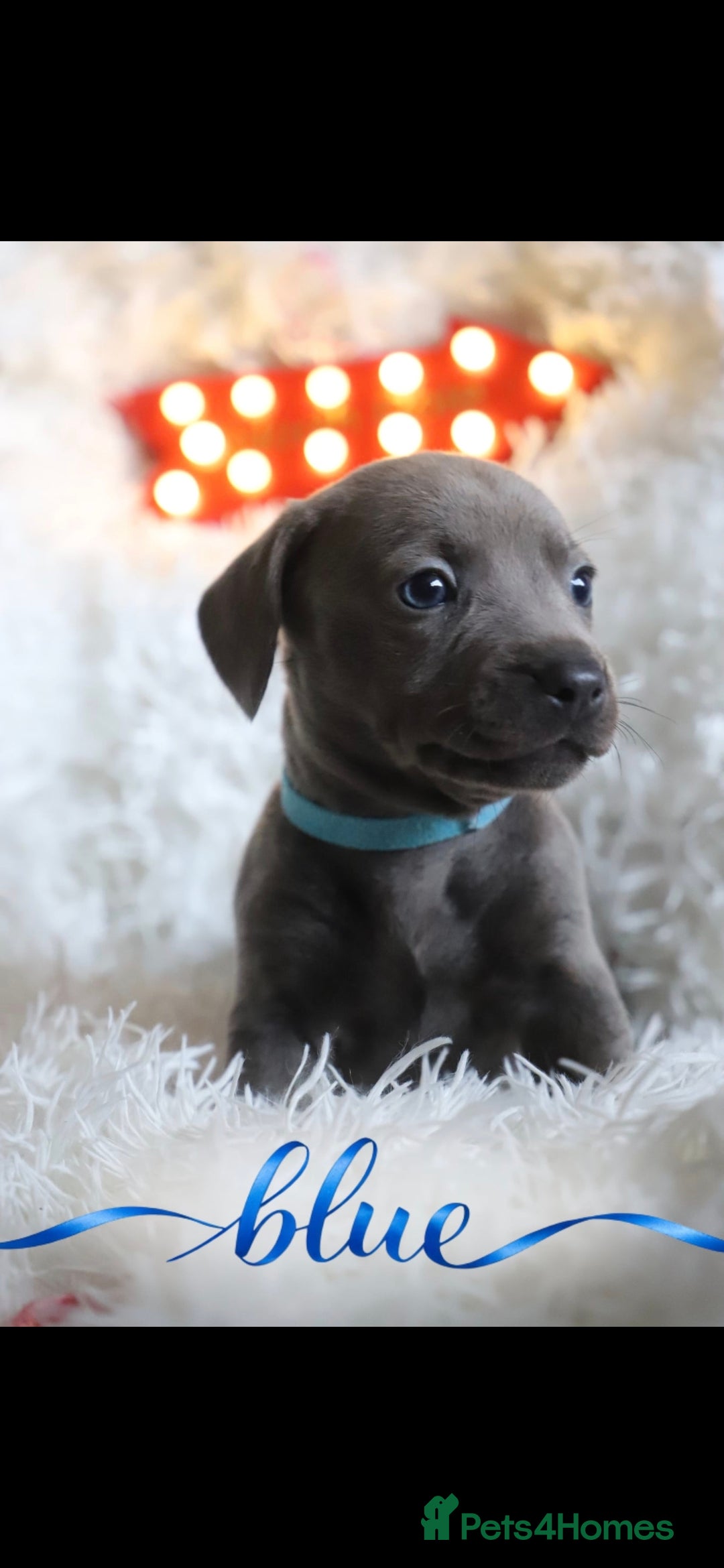 Mixed Breed dogs for sale: Puppies for sale  - Advert 6