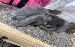 Mini Lop rabbits for sale: Multiple Litters of BRC rung baby Minilops  - Advert 5