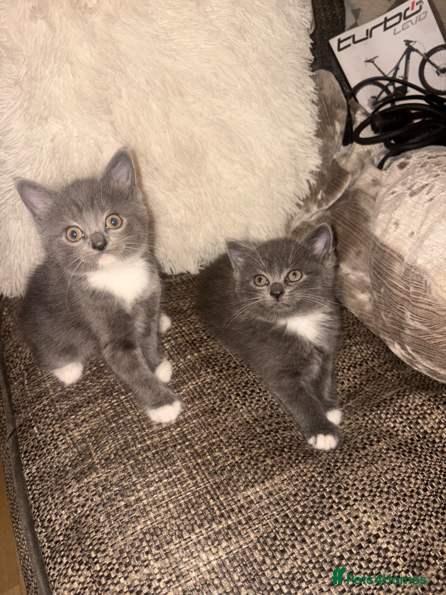 British Shorthair cats Kittens for sale  - Advert 1