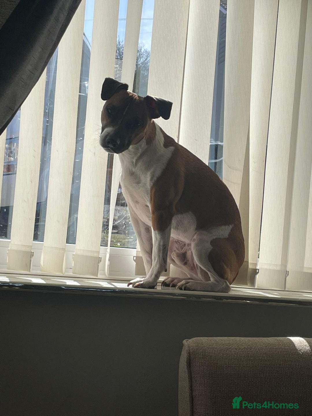 Plummer Terrier dogs for sale: Plummer terrior male - Advert 4