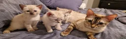 Mixed Breed cats for sale: Stunning and adorable mixed breed kittens - Advert 3