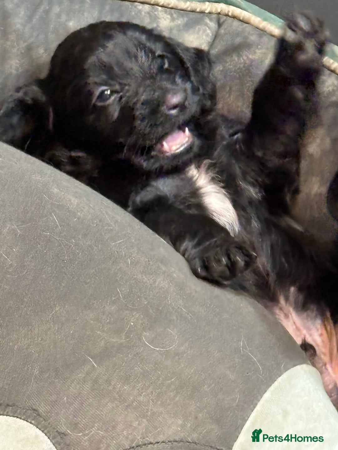 Cocker Spaniel dogs for sale: Cocker spaniel puppy - Advert 4