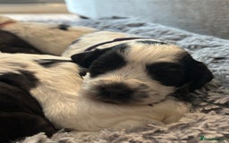 Cockapoo dogs for sale: F1 cockapoos beautiful litter 5 left* - Image 23