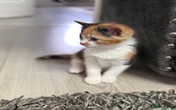 Ragdoll cats for sale: Adorable Ragdoll/Turkish Angora Female Kitten - Image 9