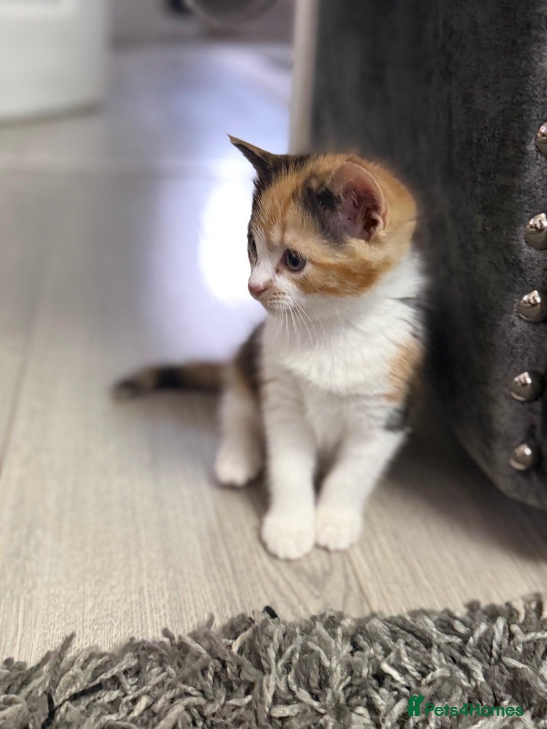 Ragdoll cats for sale: Adorable Ragdoll/Turkish Angora Female Kitten - Image 9