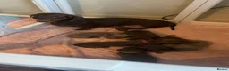 Miniature Dachshund dogs for sale: Beautiful Miniature Dachshunds  in Ballycastle - Advert 2