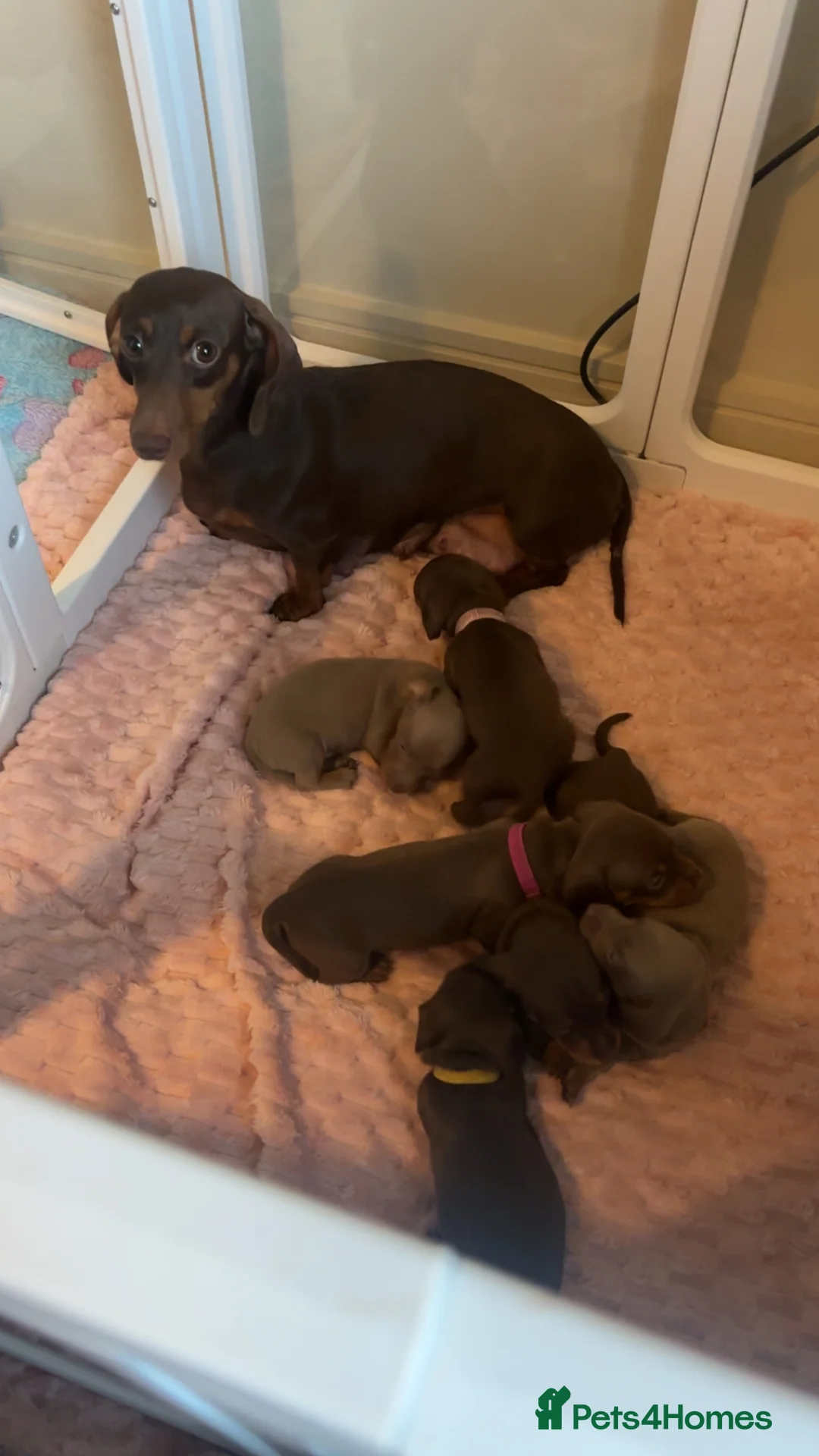 Miniature Dachshund dogs for sale: Beautiful Miniature Dachshunds  in Ballycastle - Advert 2