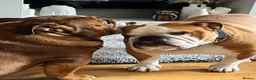 English Bulldog dogs for stud: Trafford- Mystyle Keane  - Advert 8