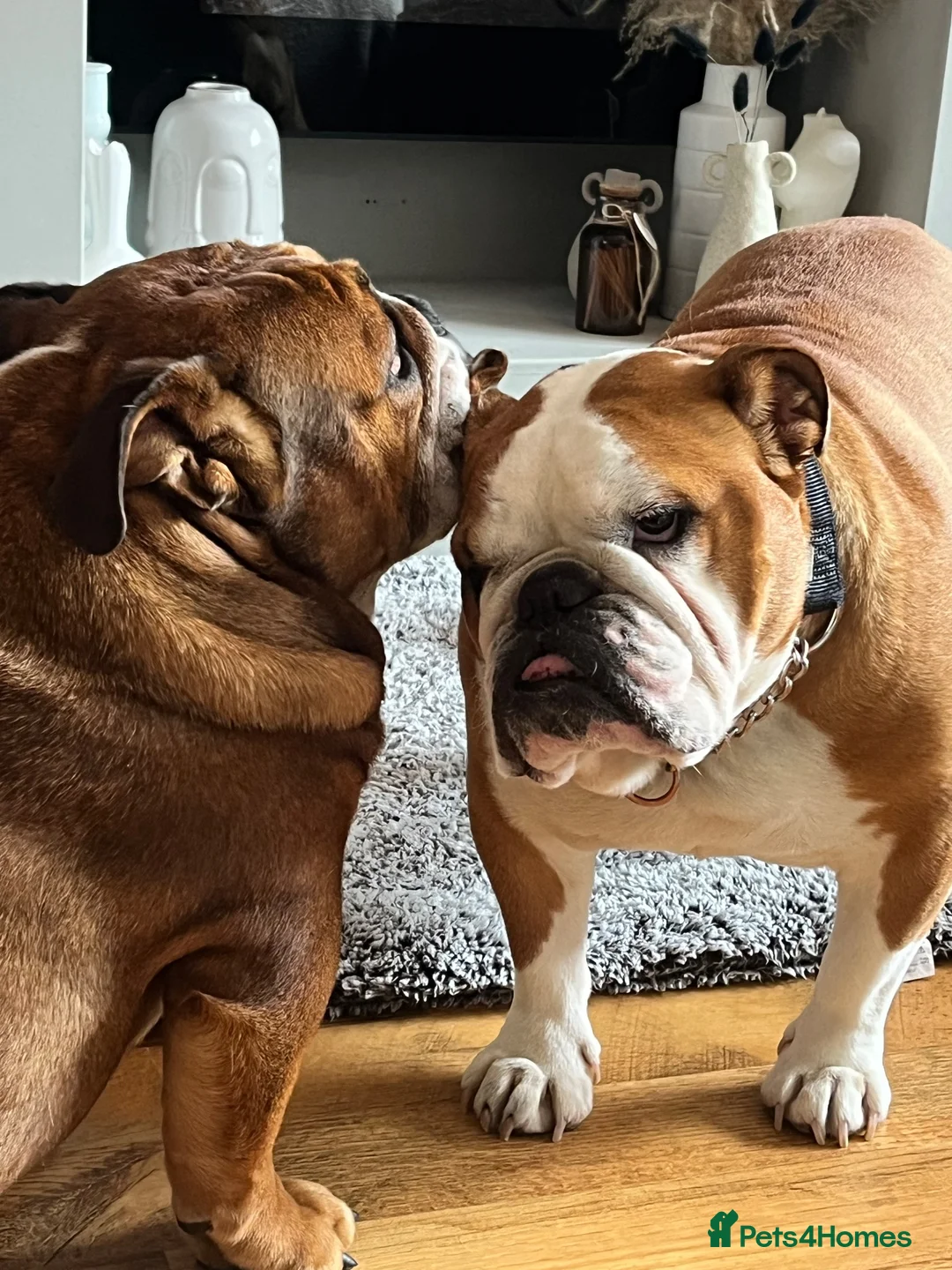 English Bulldog dogs for stud: Yes! Finally a proper bulldog!  - Advert 11