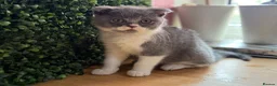 British Shorthair cats for sale: Summer Sale 😻 Champion Line Kittens 😻🥇🏆🐾 - Advert 2