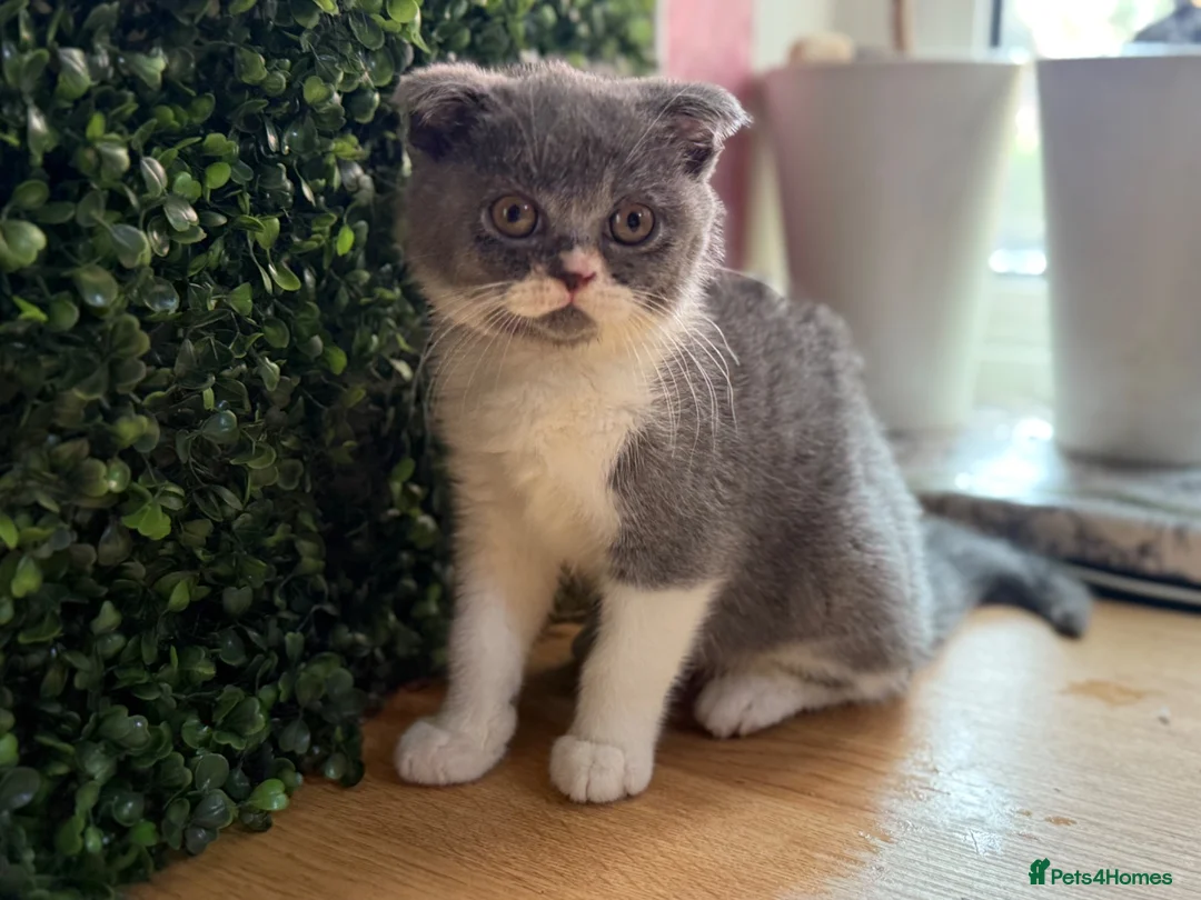 British Shorthair cats for sale: Summer Sale 😻 Champion Line Kittens 😻🥇🏆🐾 - Advert 2
