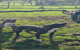 Mixed Breed dogs for sale: Bennie Staff Cross American Bulldog - Image 2