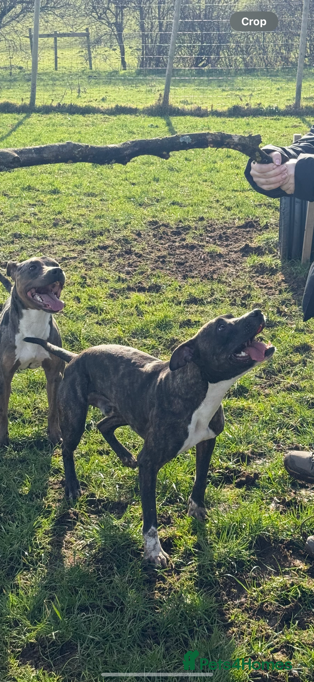 Mixed Breed dogs for sale: Bennie Staff Cross American Bulldog - Image 2