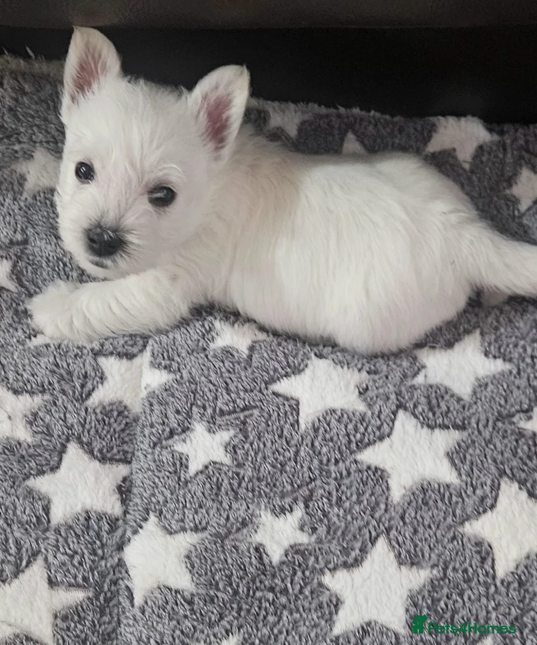 West Highland Terrier dogs for sale: Available now! - Advert 1