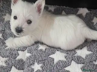 West Highland Terrier dogs Available now! - Advert 4