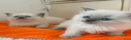 Ragdoll cats for sale: Kittens  - Advert 16