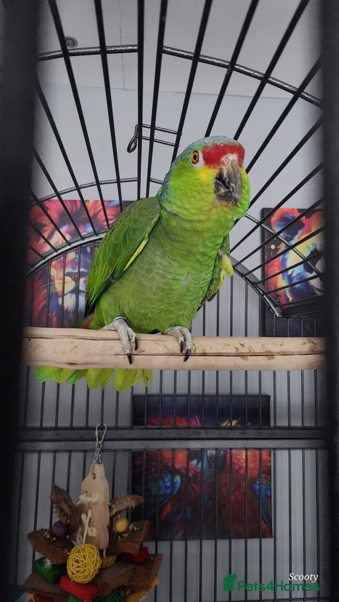 Parrots birds Red Lored Amazon - Advert 10