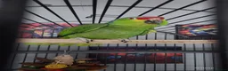 Parrots birds for sale: Red Lored Amazon - Advert 1