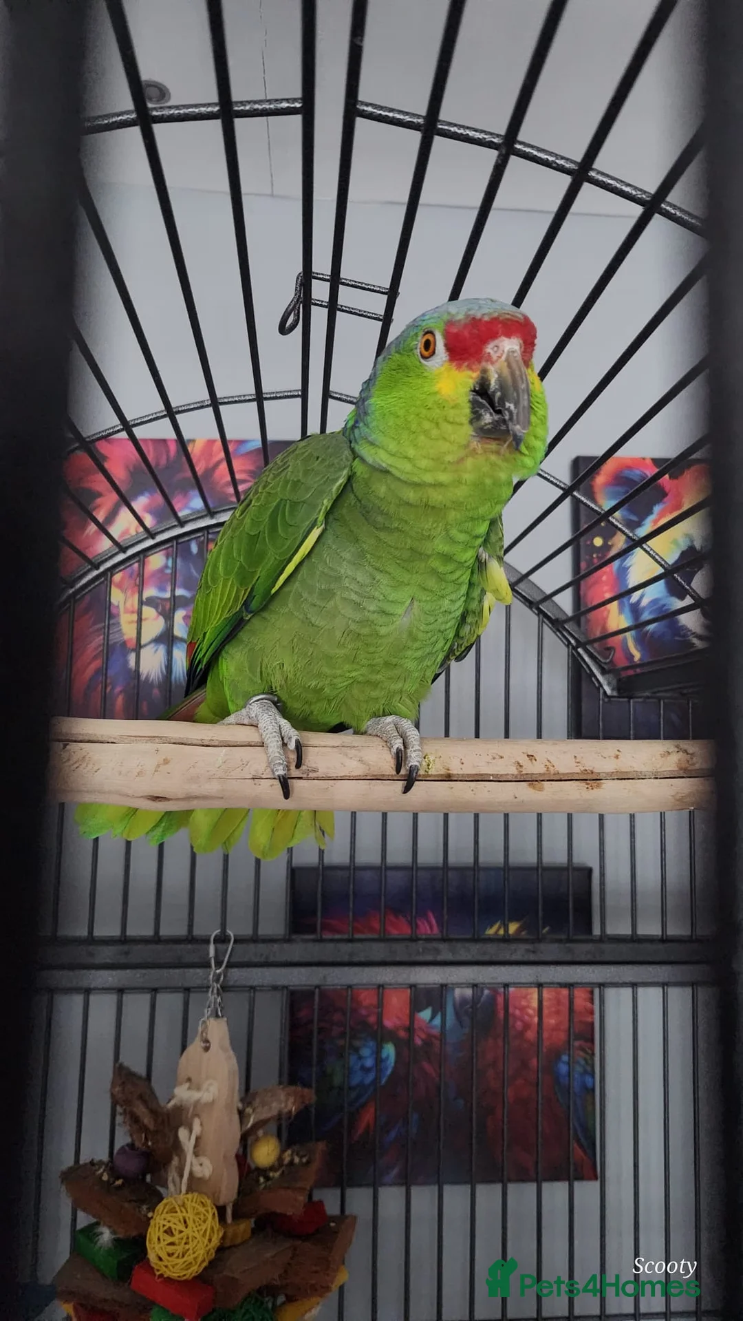 Parrots birds for sale: Red Lored Amazon - Advert 1