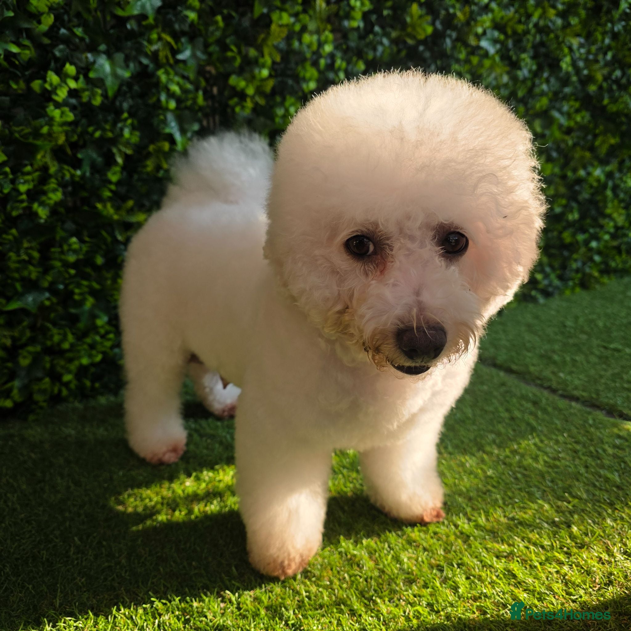 Bichon Frise dogs Bichon Frise  - Advert 2