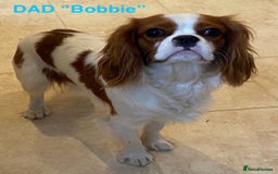 Cavapoo dogs for sale: Stunning cavapoo pups *ready to leave 29th august* - Image 20