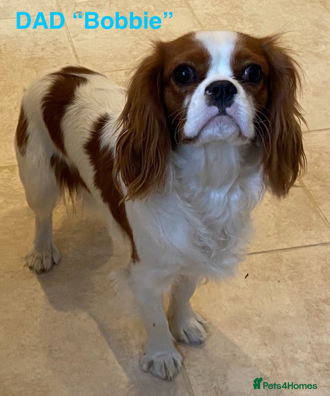 Cavapoo dogs for sale: Stunning cavapoo pups *ready to leave 29th august* - Image 20