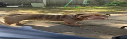 English Bulldog dogs for stud: !!STUD!!  - Advert 3