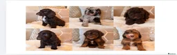 Labradoodle dogs for sale: ** RARE CHOC-PHANTOM MERLE/PARTI F1B LABRADOODLES - Advert 1