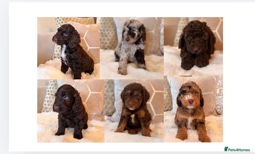 Labradoodle dogs for sale: ** RARE CHOC-PHANTOM MERLE/PARTI F1B LABRADOODLES - Advert 1