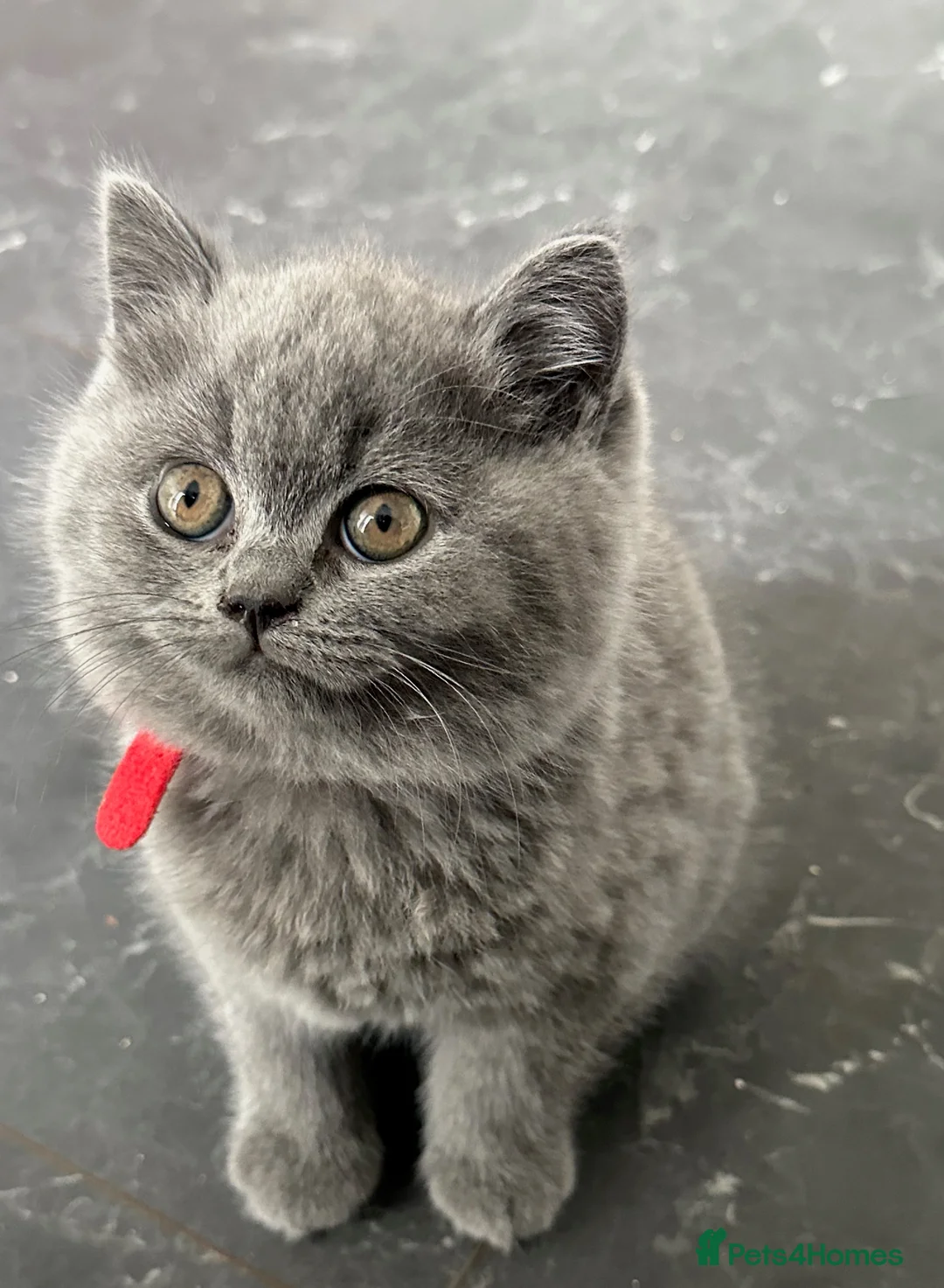 Scottish Fold cats for sale: BSH X SCOTTISH FOLD LAST FEMALE DILUTE CALICO - Advert 3