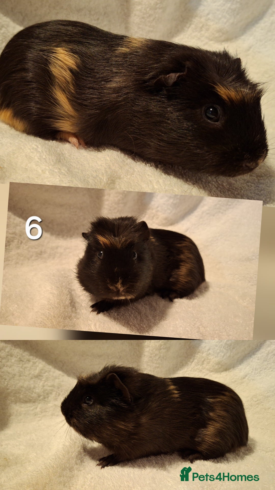 Guinea Pig rodents for sale: Lovely guineas seeking new homes 🏡  - Advert 5