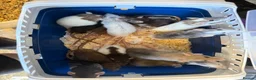 Rat rodents for sale: Dwarf Rats in Nottingham - Advert 3