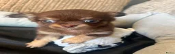 Chihuahua dogs for sale: Chihuahua puppies Russian ancesry with apple head  - Advert 10