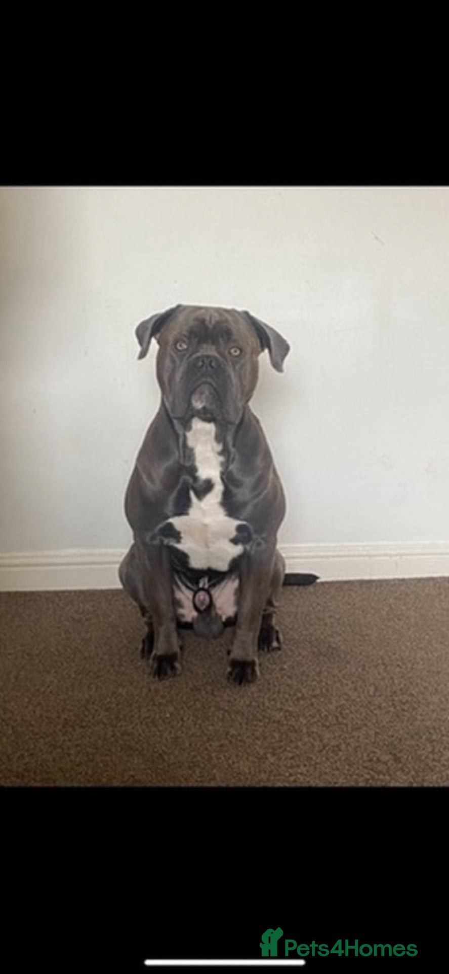 Mixed Breed dogs Beautiful boy for adoption  - Advert 11
