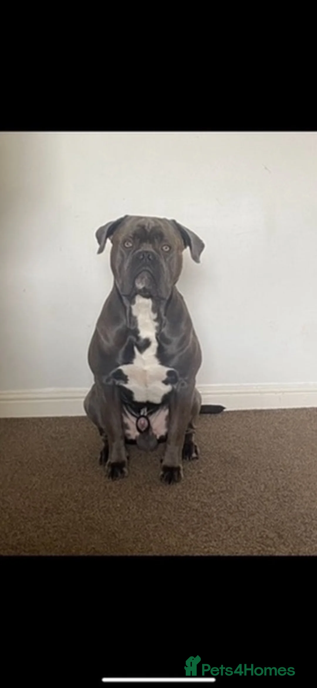 Mixed Breed dogs for sale: Beautiful boy for adoption  - Advert 1