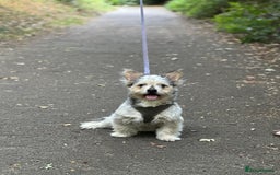 Mixed Breed dogs for sale: Froodle male  - Image 1
