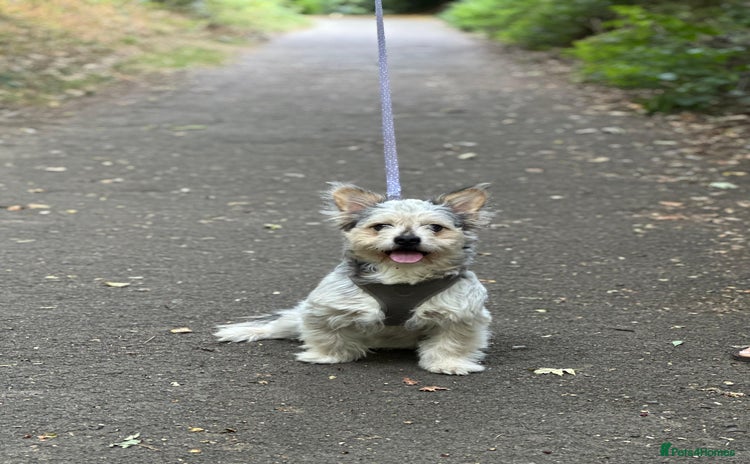 Mixed Breed dogs - Advert 4