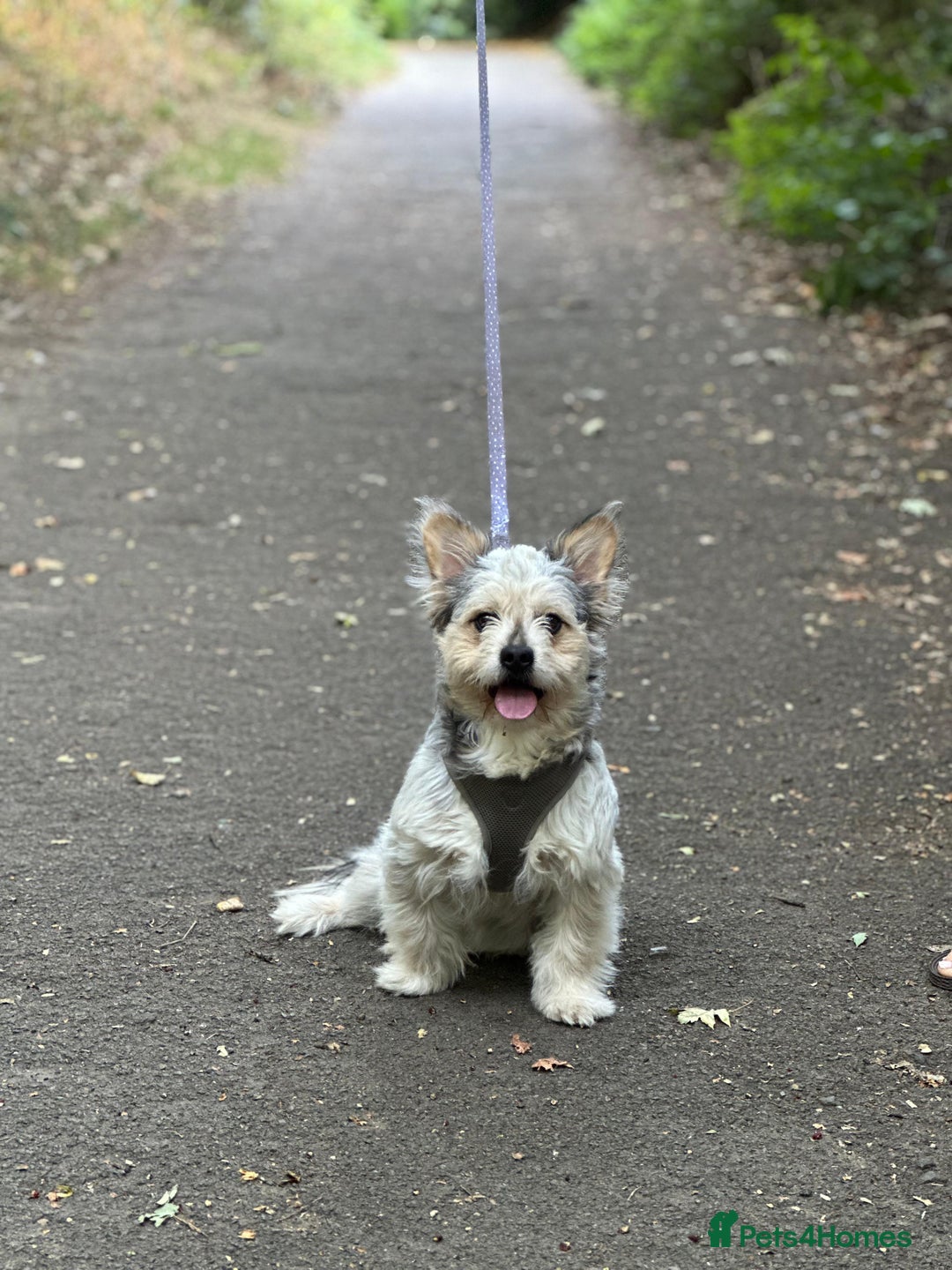Mixed Breed dogs for sale: Froodle male  - Image 1
