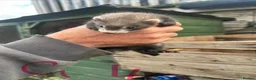 Ferret rodents for sale: Baby ferrets for sale  - Advert 4