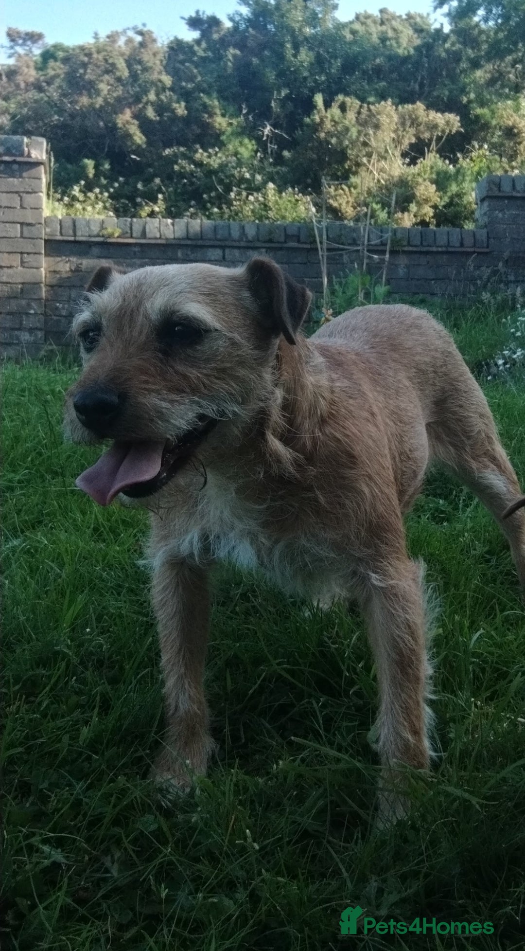 Mixed Breed dogs for sale: Charming Litter of Border Lakeland Puppies - Advert 5