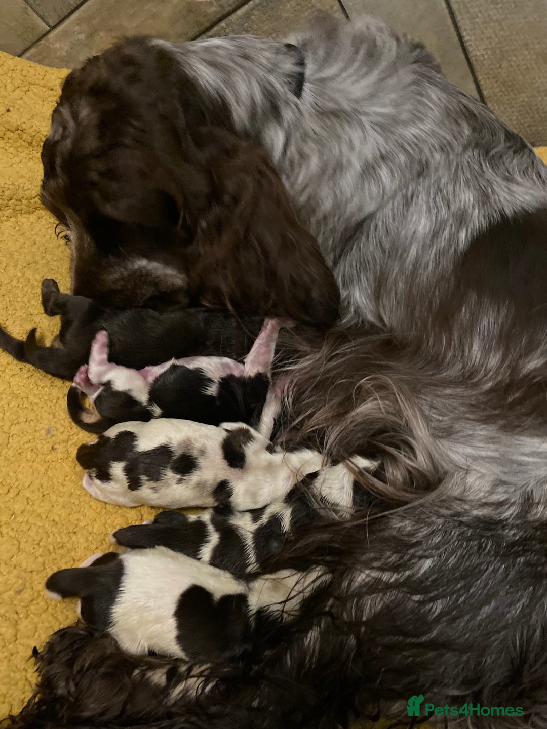 Cocker Spaniel dogs for sale: Lovely show Cocker spaniel puppies 🐶  - Advert 12