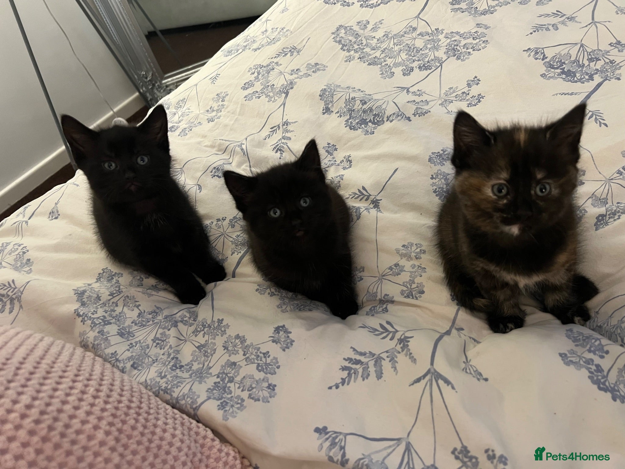 Siamese cats Siamese mixed kittens  - Advert 12