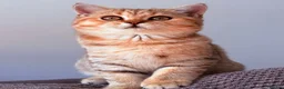 British Shorthair cats for sale: GCCF British Shorthair Golden Shell Girl  Pet Only - Advert 6